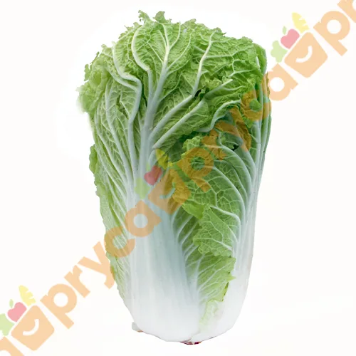 ACELGA JAPONESA X KG
