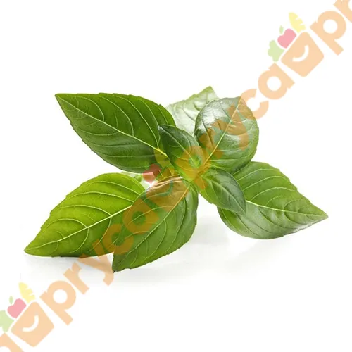 ALBAHACA X UN